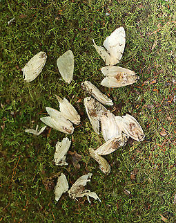 Female Gypsy Moths - Lymantria dispar I found hundreds of dead, female gypsy moths in this forest. Most were on the ground (at the base of trees), but some died on the trees right after depositing their egg masses on the bark. And, of course, I found lots of egg masses on the trees, many of which I scraped off as we are recommended to do because we have had heavy infestations in recent years that have caused massive defoliation.

For more info on a recent, particularly bad infestation: https://www.jungledragon.com/image/57133/gypsy_moth_females_with_eggs.html

Habitat: Mixed forest  
https://www.jungledragon.com/image/108640/gypsy_moth_eggs_-_lymantria_dispar.html
https://www.jungledragon.com/image/108639/female_gypsy_moth_dead_on_her_eggs_-_lymantria_dispar.html
https://www.jungledragon.com/image/108638/female_gypsy_moth_-_lymantria_dispar.html Geotagged,Gypsy moth,Lymantria,Lymantria dispar,Summer,United States,moth