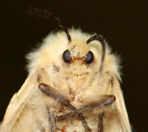 Female Gypsy Moth - Lymantria dispar I found hundreds of dead, female gypsy moths in this forest. Most were on the ground (at the base of trees), but some died on the trees right after depositing their egg masses on the bark. And, of course, I found lots of egg masses on the trees, many of which I scraped off as we are recommended to do because we have had heavy infestations in recent years that have caused massive defoliation.

For more info on a recent, particularly bad infestation: https://www.jungledragon.com/image/57133/gypsy_moth_females_with_eggs.html

Habitat: Mixed forest  
https://www.jungledragon.com/image/108639/female_gypsy_moth_dead_on_her_eggs_-_lymantria_dispar.html
https://www.jungledragon.com/image/108640/gypsy_moth_eggs_-_lymantria_dispar.html
https://www.jungledragon.com/image/108637/female_gypsy_moths_-_lymantria_dispar.html Geotagged,Gypsy moth,Lymantria dispar,Summer,United States