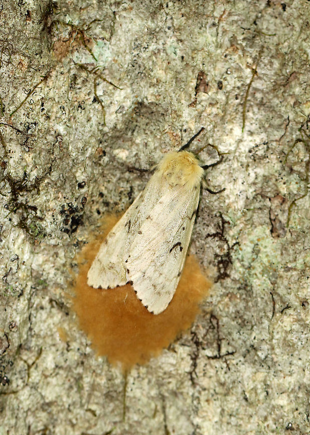 Female Gypsy Moth (Dead on her Eggs) - Lymantria dispar I found hundreds of dead, female gypsy moths in this forest. Most were on the ground (at the base of trees), but some died on the trees right after depositing their egg masses on the bark. And, of course, I found lots of egg masses on the trees, many of which I scraped off as we are recommended to do because we have had heavy infestations in recent years that have caused massive defoliation.<br />
<br />
For more info on a recent, particularly bad infestation: <figure class="photo"><a href="https://www.jungledragon.com/image/57133/gypsy_moth_females_with_eggs.html" title="Gypsy Moth (Females) with Eggs"><img src="https://s3.amazonaws.com/media.jungledragon.com/images/3232/57133_thumb.jpg?AWSAccessKeyId=05GMT0V3GWVNE7GGM1R2&Expires=1767225610&Signature=9e8d2RTPhK3z%2FN9I8oi3%2Fmo%2FdAc%3D" width="116" height="152" alt="Gypsy Moth (Females) with Eggs Not a great shot as I took it with my cell phone! But, I wanted to upload it anyway to document the damage that these moths can do! <br />
<br />
These are female moths with their eggs. Females have white wings, a tan body, and approximately a two-inch wingspan. They cannot fly. Rather, they simply crawl to a spot near where they pupated, and wait for a male to find them to mate. After mating, female gypsy moths lay a mass of eggs. Each egg mass can hold over a hundred eggs.<br />
During the summer of 2016 in Rhode Island (northeast US), these moths, which are an invasive species, were literally everywhere. You couldn&#039;t go outside, day or night, without seeing them. All you could hear in the woods was the sound of caterpillars pooping up in the tree canopy - it sounded like rain.  Gypsy moth caterpillars wreaked havoc and caused incredible amounts of tree carnage - it was estimated that approximately 3/4 of Rhode Island&#039;s forest canopy was destroyed, making this the worst outbreak in at least 15 years. A single caterpillar can eat a square foot of leaf matter in one day - they prefer hardwoods, but will also eat conifers, many of which will not recover.   Geotagged,Gypsy Moth,Gypsy moth,Lymantria dispar,Summer,United States,moth" /></a></figure><br />
<br />
Habitat: Mixed forest  <br />
<figure class="photo"><a href="https://www.jungledragon.com/image/108637/female_gypsy_moths_-_lymantria_dispar.html" title="Female Gypsy Moths - Lymantria dispar"><img src="https://s3.amazonaws.com/media.jungledragon.com/images/3232/108637_thumb.jpg?AWSAccessKeyId=05GMT0V3GWVNE7GGM1R2&Expires=1767225610&Signature=trXNYBiumt2U6fBRh3tqR5S9NNc%3D" width="122" height="152" alt="Female Gypsy Moths - Lymantria dispar I found hundreds of dead, female gypsy moths in this forest. Most were on the ground (at the base of trees), but some died on the trees right after depositing their egg masses on the bark. And, of course, I found lots of egg masses on the trees, many of which I scraped off as we are recommended to do because we have had heavy infestations in recent years that have caused massive defoliation.<br />
<br />
For more info on a recent, particularly bad infestation: https://www.jungledragon.com/image/57133/gypsy_moth_females_with_eggs.html<br />
<br />
Habitat: Mixed forest  <br />
https://www.jungledragon.com/image/108640/gypsy_moth_eggs_-_lymantria_dispar.html<br />
https://www.jungledragon.com/image/108639/female_gypsy_moth_dead_on_her_eggs_-_lymantria_dispar.html<br />
https://www.jungledragon.com/image/108638/female_gypsy_moth_-_lymantria_dispar.html Geotagged,Gypsy moth,Lymantria,Lymantria dispar,Summer,United States,moth" /></a></figure><br />
<figure class="photo"><a href="https://www.jungledragon.com/image/108638/female_gypsy_moth_-_lymantria_dispar.html" title="Female Gypsy Moth - Lymantria dispar"><img src="https://s3.amazonaws.com/media.jungledragon.com/images/3232/108638_thumb.jpg?AWSAccessKeyId=05GMT0V3GWVNE7GGM1R2&Expires=1767225610&Signature=Skr%2BhGA4QFABsYDTzz46OIDlJcs%3D" width="200" height="180" alt="Female Gypsy Moth - Lymantria dispar I found hundreds of dead, female gypsy moths in this forest. Most were on the ground (at the base of trees), but some died on the trees right after depositing their egg masses on the bark. And, of course, I found lots of egg masses on the trees, many of which I scraped off as we are recommended to do because we have had heavy infestations in recent years that have caused massive defoliation.<br />
<br />
For more info on a recent, particularly bad infestation: https://www.jungledragon.com/image/57133/gypsy_moth_females_with_eggs.html<br />
<br />
Habitat: Mixed forest  <br />
https://www.jungledragon.com/image/108639/female_gypsy_moth_dead_on_her_eggs_-_lymantria_dispar.html<br />
https://www.jungledragon.com/image/108640/gypsy_moth_eggs_-_lymantria_dispar.html<br />
https://www.jungledragon.com/image/108637/female_gypsy_moths_-_lymantria_dispar.html Geotagged,Gypsy moth,Lymantria dispar,Summer,United States" /></a></figure><br />
<figure class="photo"><a href="https://www.jungledragon.com/image/108640/gypsy_moth_eggs_-_lymantria_dispar.html" title="Gypsy Moth Eggs - Lymantria dispar"><img src="https://s3.amazonaws.com/media.jungledragon.com/images/3232/108640_thumb.jpg?AWSAccessKeyId=05GMT0V3GWVNE7GGM1R2&Expires=1767225610&Signature=EZtmTJnxlvGgN1Z%2BSTquPuizlp0%3D" width="200" height="150" alt="Gypsy Moth Eggs - Lymantria dispar I found hundreds of dead, female gypsy moths in this forest. Most were on the ground (at the base of trees), but some died on the trees right after depositing their egg masses on the bark. And, of course, I found lots of egg masses on the trees, many of which I scraped off as we are recommended to do because we have had heavy infestations in recent years that have caused massive defoliation.<br />
<br />
For more info on a recent, particularly bad infestation: https://www.jungledragon.com/image/57133/gypsy_moth_females_with_eggs.html<br />
<br />
Habitat: Mixed forest  <br />
https://www.jungledragon.com/image/108637/female_gypsy_moths_-_lymantria_dispar.html<br />
https://www.jungledragon.com/image/108639/female_gypsy_moth_dead_on_her_eggs_-_lymantria_dispar.html<br />
https://www.jungledragon.com/image/108638/female_gypsy_moth_-_lymantria_dispar.html Geotagged,Gypsy moth,Lymantria dispar,Summer,United States,eggs,moth eggs" /></a></figure> Geotagged,Gypsy moth,Lymantria dispar,Summer,United States