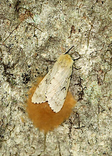 Female Gypsy Moth (Dead on her Eggs) - Lymantria dispar I found hundreds of dead, female gypsy moths in this forest. Most were on the ground (at the base of trees), but some died on the trees right after depositing their egg masses on the bark. And, of course, I found lots of egg masses on the trees, many of which I scraped off as we are recommended to do because we have had heavy infestations in recent years that have caused massive defoliation.

For more info on a recent, particularly bad infestation: https://www.jungledragon.com/image/57133/gypsy_moth_females_with_eggs.html

Habitat: Mixed forest  
https://www.jungledragon.com/image/108637/female_gypsy_moths_-_lymantria_dispar.html
https://www.jungledragon.com/image/108638/female_gypsy_moth_-_lymantria_dispar.html
https://www.jungledragon.com/image/108640/gypsy_moth_eggs_-_lymantria_dispar.html Geotagged,Gypsy moth,Lymantria dispar,Summer,United States