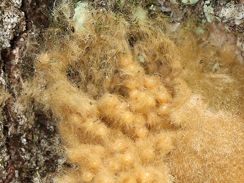 Gypsy Moth Eggs - Lymantria dispar I found hundreds of dead, female gypsy moths in this forest. Most were on the ground (at the base of trees), but some died on the trees right after depositing their egg masses on the bark. And, of course, I found lots of egg masses on the trees, many of which I scraped off as we are recommended to do because we have had heavy infestations in recent years that have caused massive defoliation.

For more info on a recent, particularly bad infestation: https://www.jungledragon.com/image/57133/gypsy_moth_females_with_eggs.html

Habitat: Mixed forest  
https://www.jungledragon.com/image/108637/female_gypsy_moths_-_lymantria_dispar.html
https://www.jungledragon.com/image/108639/female_gypsy_moth_dead_on_her_eggs_-_lymantria_dispar.html
https://www.jungledragon.com/image/108638/female_gypsy_moth_-_lymantria_dispar.html Geotagged,Gypsy moth,Lymantria dispar,Summer,United States,eggs,moth eggs