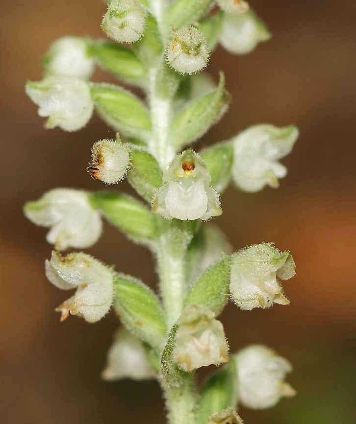 Downy Rattlesnake Plantain - Goodyera pubescens An evergreen orchid with horizontal rhizomes that grow low to the ground. The roots have a mycorrhizal relationship with fungi, which helps the plant acquire moisture and &shy;nutrients, while the plant provides the products of its photosynthesis to the fungus. The green, variegated leaves are quite striking and resemble the skin of a snake, hence the common name. Leaves are present year-round and grow as a basal rosette. The inflorescence stems are densely downy. The flower stalks produce numerous small, white flowers in a terminal spike.<br />
<br />
Habitat: Growing throughout a mixed forest Downy rattlesnake plantain,Geotagged,Goodyera,Goodyera pubescens,Summer,United States,evergreen orchid,orchid