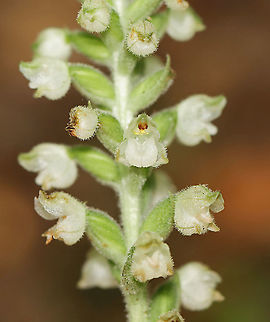 Downy Rattlesnake Plantain - Goodyera pubescens An evergreen orchid with horizontal rhizomes that grow low to the ground. The roots have a mycorrhizal relationship with fungi, which helps the plant acquire moisture and ­nutrients, while the plant provides the products of its photosynthesis to the fungus. The green, variegated leaves are quite striking and resemble the skin of a snake, hence the common name. Leaves are present year-round and grow as a basal rosette. The inflorescence stems are densely downy. The flower stalks produce numerous small, white flowers in a terminal spike.

Habitat: Growing throughout a mixed forest Downy rattlesnake plantain,Geotagged,Goodyera,Goodyera pubescens,Summer,United States,evergreen orchid,orchid