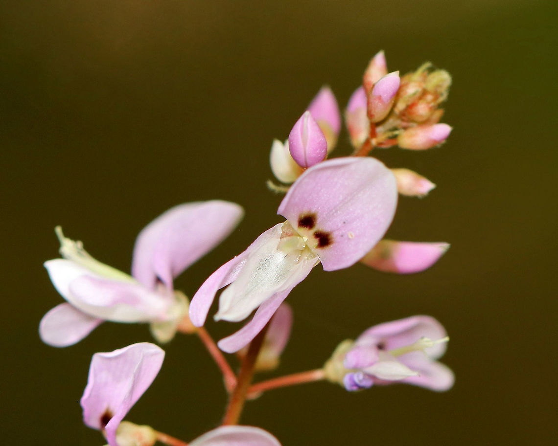 Naked Tick-trefoil - Hylodesmum nudiflorum Habitat: Mixed forest Geotagged,Hylodesmum,Hylodesmum nudiflorum,Naked Tick-trefoil,Summer,United States