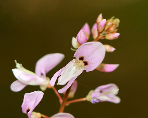 Naked Tick-trefoil - Hylodesmum nudiflorum Habitat: Mixed forest Geotagged,Hylodesmum,Hylodesmum nudiflorum,Naked Tick-trefoil,Summer,United States