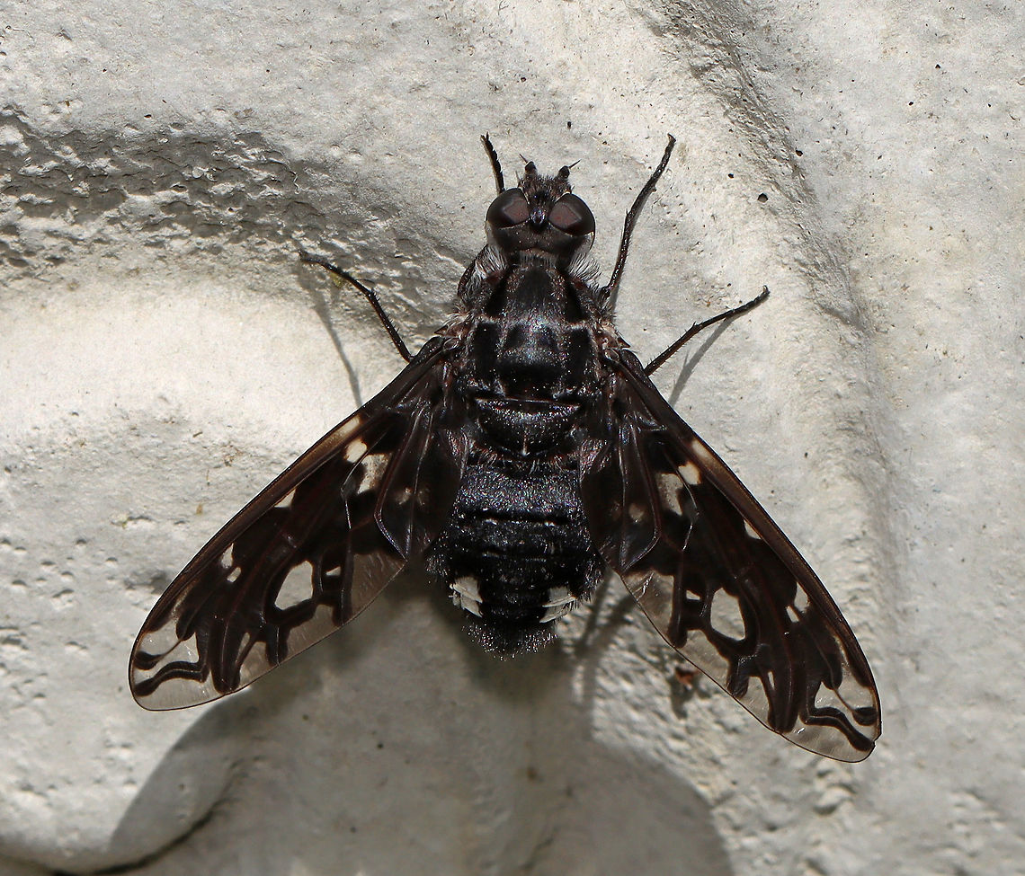 Tiger Bee Fly - Xenox tigrinus This species is so striking!<br />
<br />
Habitat: On a planter in a garden Diptera,Geotagged,Summer,Tiger bee fly,United States,Xenox,Xenox tigrinus,bee fly,fly
