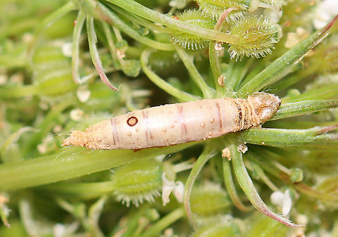 Caterpillar Mummy This is the mummified host remains of a caterpillar that was parasitized by a mummy-wasp (Aleiodes sp.). It had a smooth, white cuticle with a darker and densely wrinkled anterior end. 

Aleiodes wasps are koinobionts, which means that the host caterpillar is not permanently paralyzed, but continues to feed and grow for a period of time after being parasitized. They are also endoparasitoids (they inject the eggs into the host's body). Once the eggs hatch inside of the host caterpillar, the Aleiodes larvae feed and pupate within the shrunken and mummified host caterpillar. Finally, the wasps exit from the host mummy through a circular dorsal hole. The actual mummification of the caterpillar is hypothesized to be caused by the physical elimination of the host&rsquo;s corpora allatum by the parasitoid larvae. Removing the corpora allatum would reduce the juvenile hormone levels in the host caterpillar and therefore induce the formation of a pupal cuticle, resulting in a hardened cuticle.

I didn't notice a hole in the cuticle, so I assume the baby wasps are still inside. The caterpillar might be Depressaria depressana since I frequently find them on wild carrot, but I really am not sure.

Habitat: On Daucus carota; rural garden Aleiodes,Daucus carota,Geotagged,Koinobionts,Summer,United States,caterpillar,caterpillar mummy,endoparasitoid,parasitoid