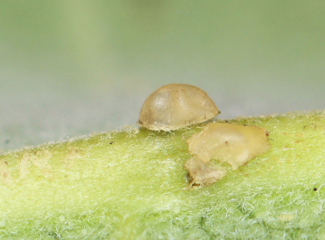Milkweed Weevil Oviposition Pits - Rhyssomatus sp.?? I'm not sure what these are. When I took the photo, I assumed they were milkweed oviposition pits from a weevil. But, now I'm not sure. I wish I have pulled them up in case someone was underneath.<br />
<br />
<br />
(Female weevils use their long snouts to chew holes in the stems of milkweed. then, they deposit their eggs into these holes. They chew several holes in a vertical line in the lower part of the milkweed stem, laying an egg in each. The sticky latex from the plant oozes from the wounds to create raised, conspicuous blobs.)<br />
<figure class="photo"><a href="https://www.jungledragon.com/image/107948/milkweed_weevil_oviposition_pits_-_rhyssomatus_sp.html" title="Milkweed Weevil Oviposition Pits - Rhyssomatus sp."><img src="https://s3.amazonaws.com/media.jungledragon.com/images/3232/107948_thumb.jpg?AWSAccessKeyId=05GMT0V3GWVNE7GGM1R2&Expires=1763596810&Signature=YZweEUZNrcdw5MSmASGRQvDWBqE%3D" width="200" height="158" alt="Milkweed Weevil Oviposition Pits - Rhyssomatus sp. Female weevils use their long snouts to chew holes in the stems of milkweed. then, they deposit their eggs into these holes. They chew several holes in a vertical line in the lower part of the milkweed stem, laying an egg in each. The sticky latex from the plant oozes from the wounds to create raised, conspicuous blobs.<br />
<br />
Habitat: Milkweed in a large meadow. Asclepias,Geotagged,Oviposition Pits,Rhyssomatus,Summer,United States,milkweed,milkweed weevil" /></a></figure><br />
<br />
Habitat: Milkweed; meadow Geotagged,Summer,United States,milkweed,oviposition pit