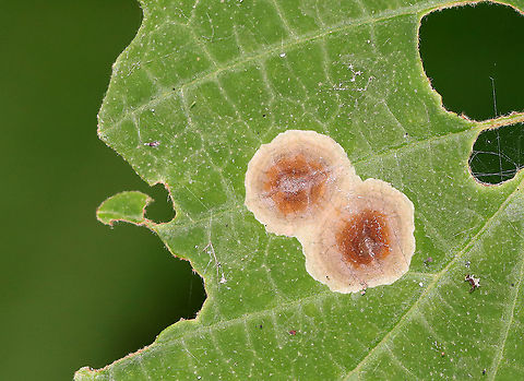 Blister/Spot Gall on Witch-hazel (Hamamelis sp.) Habitat: Witch-hazel leaf; mixed forest Geotagged,Hamamelis,Hamamelis gall,Summer,United States,blister gall,gall,spot gall