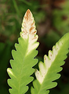 Leaf Mine on Sensitive Fern (Onoclea sensibilis) -- Chirosia gleniensis?? I think these are leaf mines?

Habitat: Onoclea sensibilis; pondside Chirosia,Chirosia gleniensis,Geotagged,Summer,United States,leaf mine,leaf miner,leafminer