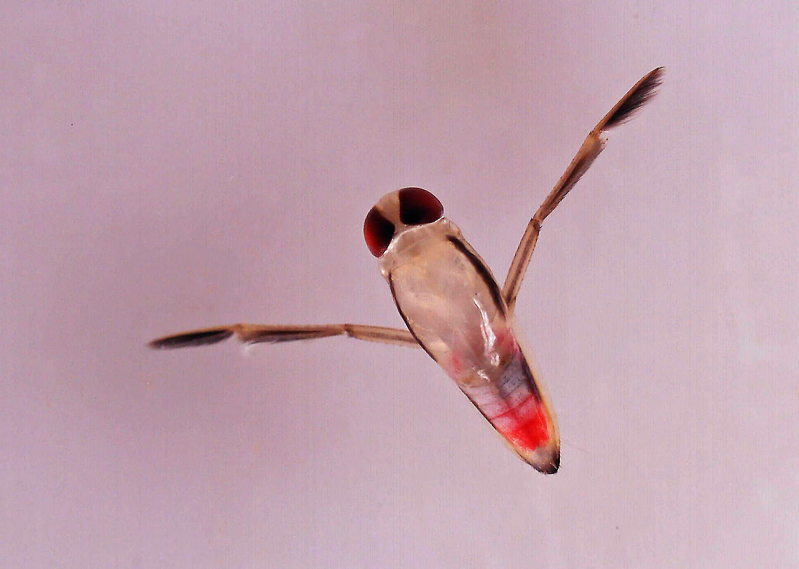 Milky Backswimmer - Notonecta sp. This dude/dudette was tiny. <br />
<br />
Habitat: Woodland pond<br />
<figure class="photo"><a href="https://www.jungledragon.com/image/108750/milky_backswimmer_-_notonecta_sp.html" title="Milky Backswimmer - Notonecta sp."><img src="https://s3.amazonaws.com/media.jungledragon.com/images/3232/108750_thumb.jpg?AWSAccessKeyId=05GMT0V3GWVNE7GGM1R2&Expires=1759968010&Signature=cXD55MlebL%2BKh0s5ImRzlV%2BFhno%3D" width="200" height="160" alt="Milky Backswimmer - Notonecta sp. This dude/dudette was tiny.<br />
<br />
Habitat: Woodland pond<br />
https://www.jungledragon.com/image/108745/milky_backswimmer_-_notonecta_sp.html Geotagged,United States" /></a></figure> Geotagged,Notonecta,Notonectidae,United States,backswimmer,milky backswimmer