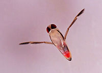 Milky Backswimmer - Notonecta sp. This dude/dudette was tiny. <br />
<br />
Habitat: Woodland pond<br />
https://www.jungledragon.com/image/108750/milky_backswimmer_-_notonecta_sp.html Geotagged,Notonecta,Notonectidae,United States,backswimmer,milky backswimmer