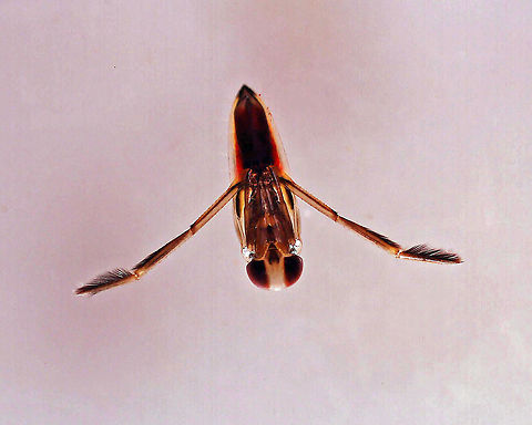 Milky Backswimmer - Notonecta sp. This dude/dudette was tiny.

Habitat: Woodland pond
https://www.jungledragon.com/image/108745/milky_backswimmer_-_notonecta_sp.html Geotagged,United States