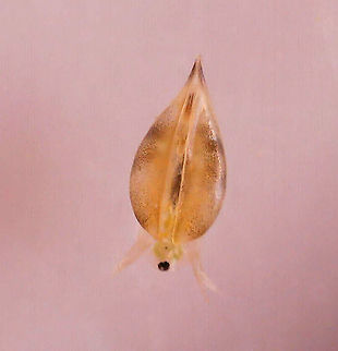 Water Flea - Suborder Cladocera Habitat: Collected in pond water from a small, woodland pond  Cladocera,Diplostraca,Geotagged,United States,water flea