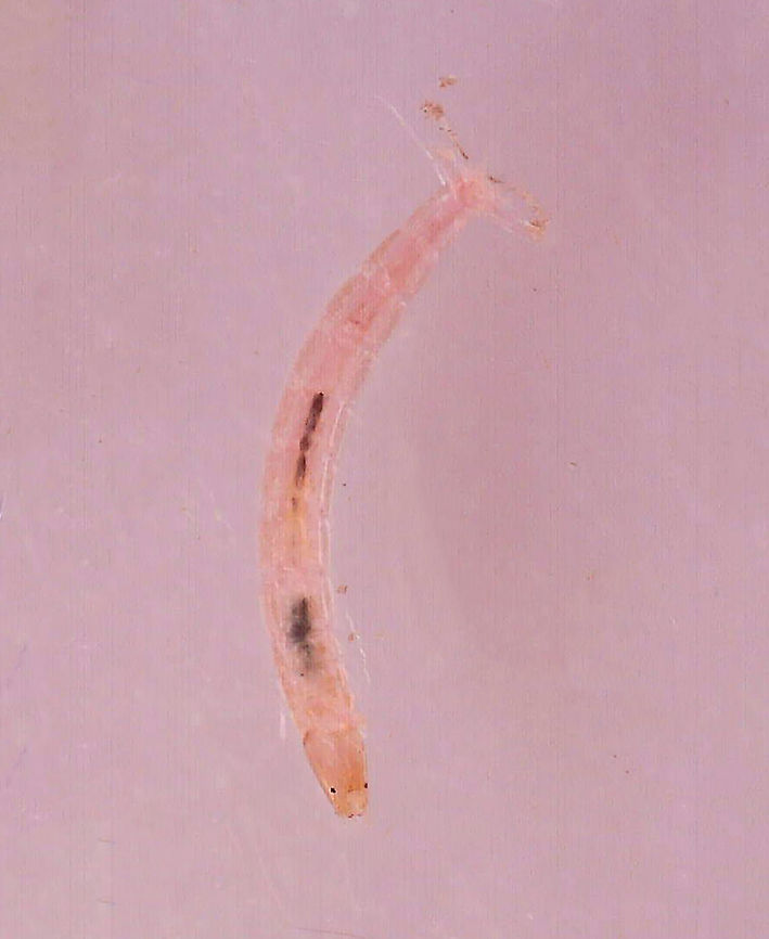 Midge Larva - Family Chironomidae Habitat: Collected from a woodland pond Chironomidae,Geotagged,United States,midge,midge larva