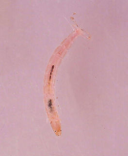 Midge Larva - Family Chironomidae Habitat: Collected from a woodland pond Chironomidae,Geotagged,United States,midge,midge larva