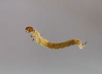 Larva - Caddisfly (Philopotamidae) or Midge (Tanypodinae) I *think* this is a midge larva. But, caddisfly larvae in the family Philopotamidae look similar. It was free-swimming.<br />
<br />
Habitat: Collected from a small woodland pond.<br />
https://www.jungledragon.com/image/108755/larva_-_caddisfly_philopotamidae_or_midge_tanypodinae.html Geotagged,Summer,Tanypodinae,United States,larva,midge,midge larva