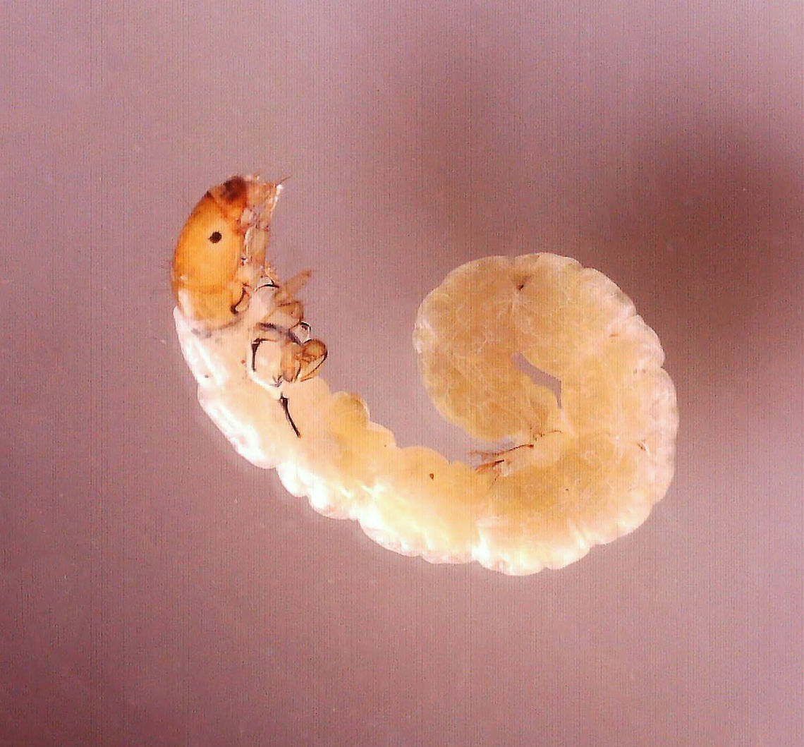 Larva - Caddisfly (Philopotamidae) or Midge (Tanypodinae) I *think* this is a midge larva. But, caddisfly larvae in the family Philopotamidae look similar. It was free-swimming.<br />
<br />
Habitat: Collected from a small woodland pond.<br />
<figure class="photo"><a href="https://www.jungledragon.com/image/108754/larva_-_caddisfly_philopotamidae_or_midge_tanypodinae.html" title="Larva - Caddisfly (Philopotamidae) or Midge (Tanypodinae)"><img src="https://s3.amazonaws.com/media.jungledragon.com/images/3232/108754_thumb.jpg?AWSAccessKeyId=05GMT0V3GWVNE7GGM1R2&Expires=1759968010&Signature=5dh4j31EnpDL%2Byd%2BIsnyxLwp8YM%3D" width="200" height="146" alt="Larva - Caddisfly (Philopotamidae) or Midge (Tanypodinae) I *think* this is a midge larva. But, caddisfly larvae in the family Philopotamidae look similar. It was free-swimming.<br />
<br />
Habitat: Collected from a small woodland pond.<br />
https://www.jungledragon.com/image/108755/larva_-_caddisfly_philopotamidae_or_midge_tanypodinae.html Geotagged,Summer,Tanypodinae,United States,larva,midge,midge larva" /></a></figure> Geotagged,United States