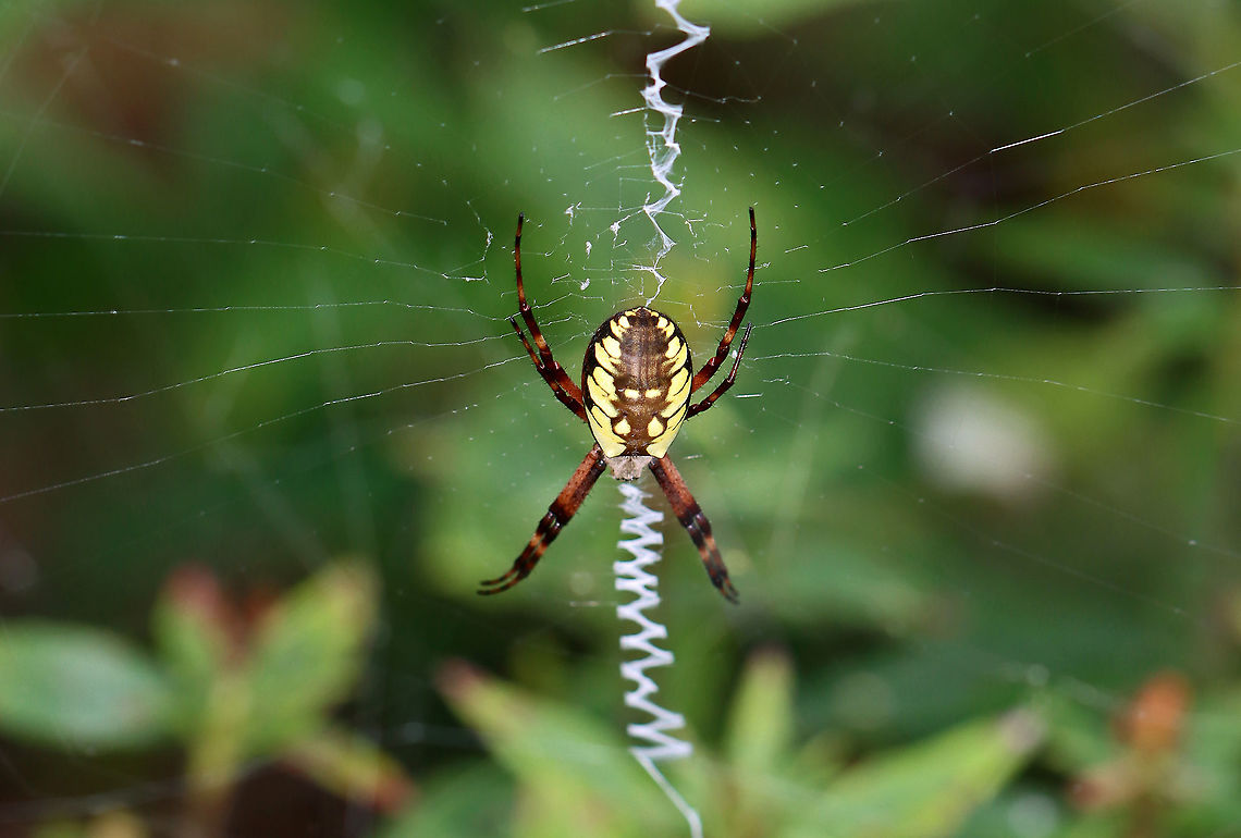 Zipper Spider - Argiope aurantia Total length (with legs): 40-45 mm.<br />
<br />
Habitat: Garden Argiope,Argiope aurantia,Geotagged,Summer,United States,Yellow Garden Spider,Zipper Spider,corn spider,garden spider,spider,stabilimentum