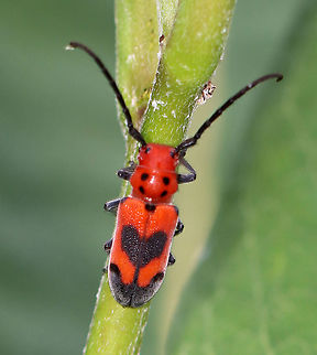 Blackened Milkweed Beetle - Tetraopes melanurus <3

Habitat: Milkweed; meadow Coleoptera,Geotagged,Summer,Tetraopes,Tetraopes melanurus,United States,beetle,milkweed beetle