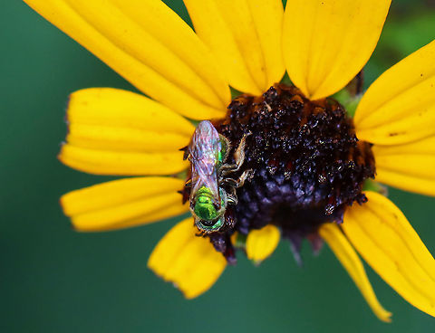 Pure Green Augochlora - Augochlora pura Habitat: Garden Augochlora,Augochlora pura,Geotagged,Summer,United States,bee,sweat bee