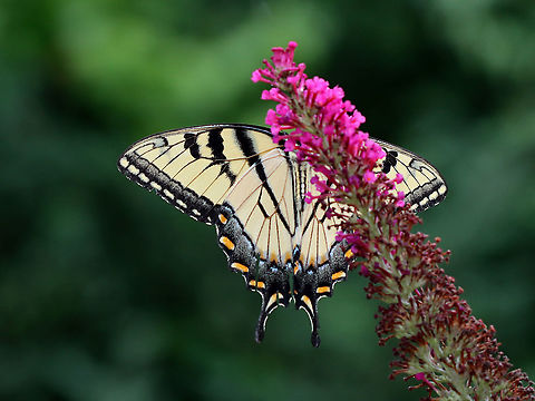 Eastern Tiger Swallowtail - Papilio glaucus Habitat: Garden Eastern Tiger Swallowtail,Geotagged,Papilio,Papilio glaucus,Summer,United States,butterfly,swallowtail