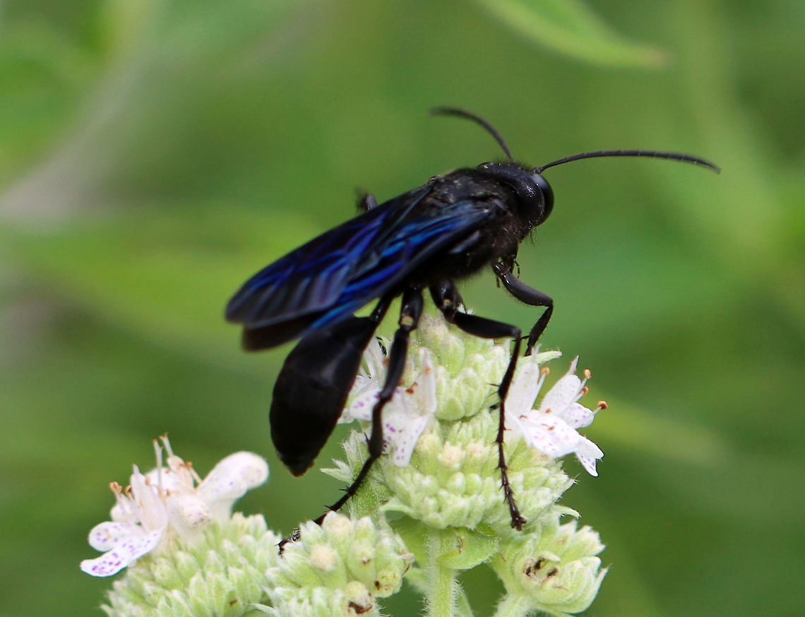 Great Black Wasp - Sphex pensylvanicus Stunning black wasp with blue wings. It was about 30 mm long.<br />
<br />
These wasps have a cool life cycle. The adults feed on nectar, but provision their underground nests with orthopterans. They capture grasshoppers or katydids and sting them three times to paralyze them. The prey can survive in this paralyzed state for weeks!  Once back at the nest, the wasps glue their to the prey. There are several chambers in the nest, each of which contains a single larva, and each larva will eat 2-6 grasshoppers/katydids before pupating! <br />
<br />
Interestingly, the adult wasps are very vulnerable to kleptoparasitism by birds who steal the prey insects from the wasps on the way to their nests.<br />
<br />
Habitat: Garden Geotagged,Great Black Wasp,Sphex,Sphex pensylvanicus,Summer,United States,wasp