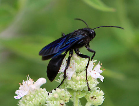Great Black Wasp - Sphex pensylvanicus Stunning black wasp with blue wings. It was about 30 mm long.

These wasps have a cool life cycle. The adults feed on nectar, but provision their underground nests with orthopterans. They capture grasshoppers or katydids and sting them three times to paralyze them. The prey can survive in this paralyzed state for weeks!  Once back at the nest, the wasps glue their to the prey. There are several chambers in the nest, each of which contains a single larva, and each larva will eat 2-6 grasshoppers/katydids before pupating! 

Interestingly, the adult wasps are very vulnerable to kleptoparasitism by birds who steal the prey insects from the wasps on the way to their nests.

Habitat: Garden Geotagged,Great Black Wasp,Sphex,Sphex pensylvanicus,Summer,United States,wasp