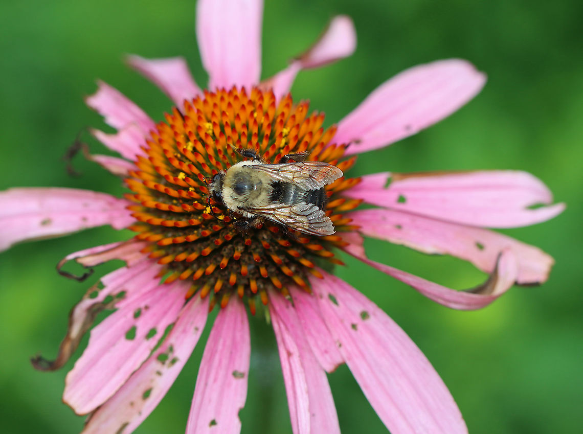 Brown-belted Bumblebee - Bombus griseocollis Habitat: Garden Bombus,Bombus griseocollis,Brown-belted bumblebee,Geotagged,Summer,United States,bee,bumblebee