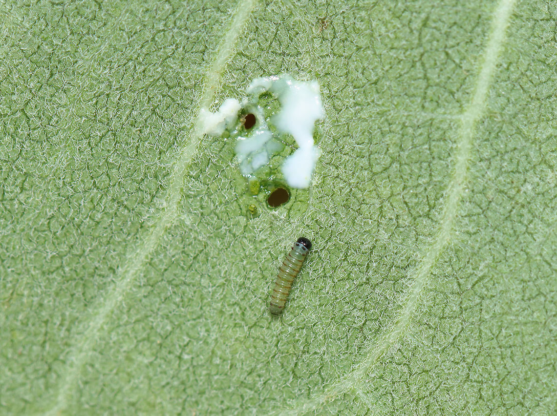 Monarch Caterpillar - Danaus plexippus First instar monarch larva with holes/sap made from feeding on the milkweed leaf.<br />
<br />
Habitat: On milkweed; meadow  Danaus,Danaus plexippus,Geotagged,Monarch butterfly,Summer,United States,caterpillar,larva,monarch,monarch larva