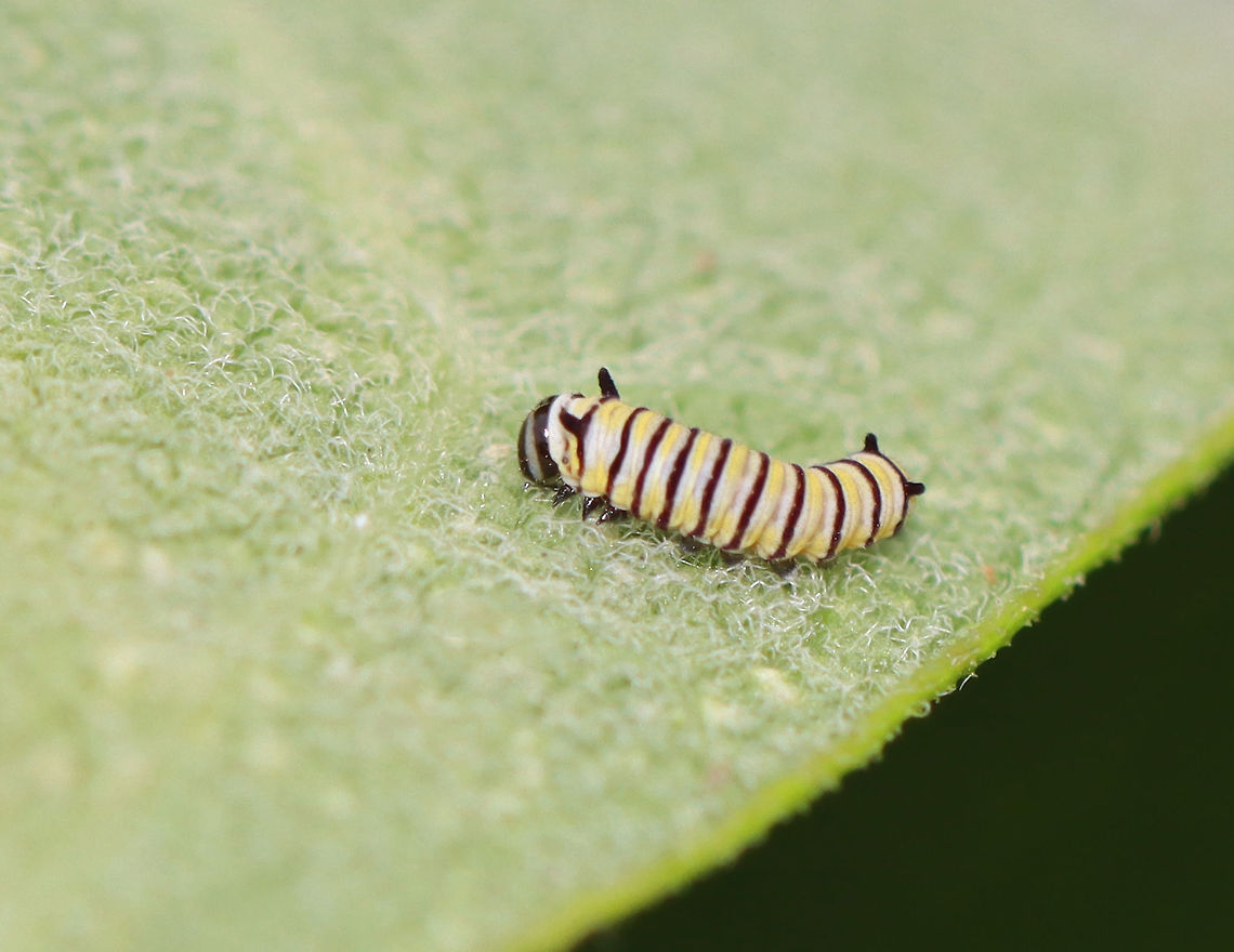 Monarch Caterpillar - Danaus plexippus Second instar larva<br />
<br />
Habitat: Milkweed; meadow Danaus,Danaus plexippus,Geotagged,Monarch butterfly,Summer,United States,caterpillar,larva,monarch