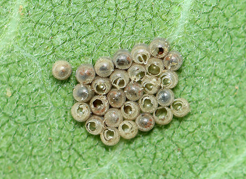 Shield Bug Eggs (Pentatomidae) A combination of hatched/unhatched/maybe parasitized eggs.

Habitat: Milkweed; Meadow Geotagged,Pentatomidae,Summer,United States,eggs