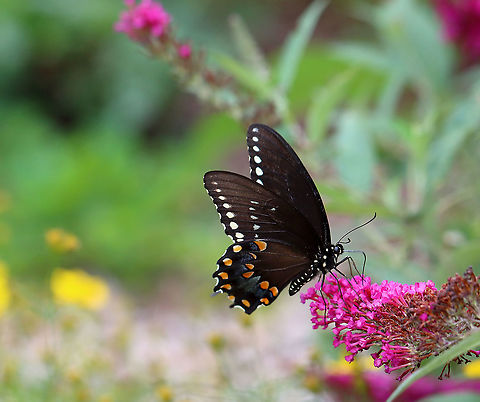 Spicebush Swallowtail - Papilio troilus Habitat: Garden Geotagged,Papilio,Papilio troilus,Spicebush Swallowtail,Summer,United States,butterfly,swallowtail
