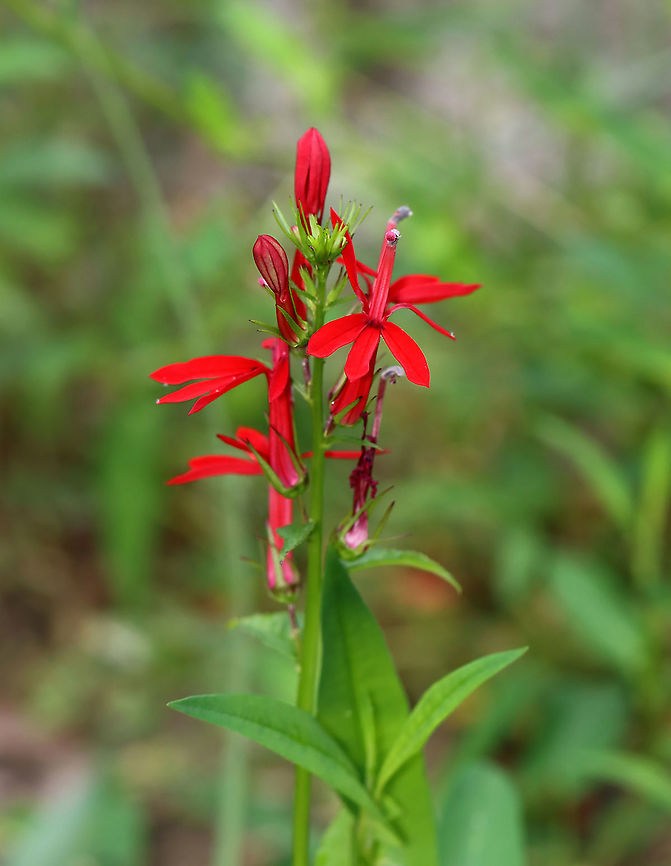 Cardinal Flower - Lobelia cardinalis Beautiful, bright red flowers that have three spreading lower petals and two upper petals that are united into a tube at the base.<br />
<br />
Habitat: Pondside Cardinal Flower,Geotagged,Lobelia,Lobelia cardinalis,Summer,United States