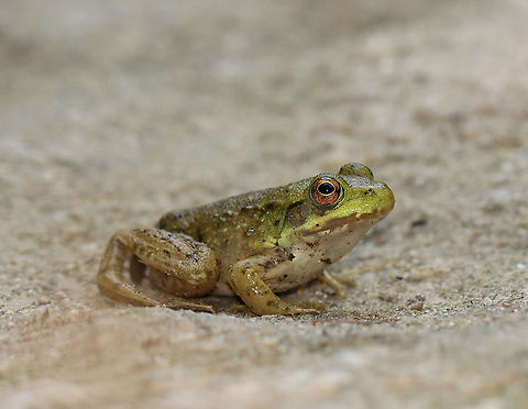 Green Frog - Lithobates clamitans Habitat: Woodland pond Geotagged,Green frog,Lithobates,Lithobates clamitans,Summer,United States,frog