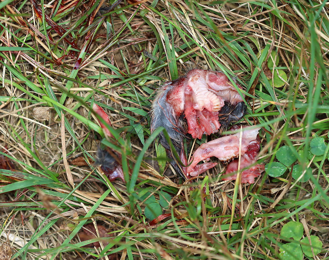 Rabbit Remains Some bunny had a bad day.<br />
<br />
Habitat: Meadow<br />
<figure class="photo"><a href="https://www.jungledragon.com/image/108929/rabbit_remains_jawbone_with_teeth.html" title="Rabbit Remains (Jawbone with Teeth)"><img src="https://s3.amazonaws.com/media.jungledragon.com/images/3232/108929_thumb.jpg?AWSAccessKeyId=05GMT0V3GWVNE7GGM1R2&Expires=1769040010&Signature=pLSApbqmQE3oTNQIsKgLgYJ%2FUq4%3D" width="200" height="132" alt="Rabbit Remains (Jawbone with Teeth) Some bunny had a bad day.<br />
<br />
Habitat: Meadow<br />
https://www.jungledragon.com/image/108928/rabbit_remains.html Geotagged,Summer,United States" /></a></figure> Geotagged,Summer,United States,rabbit