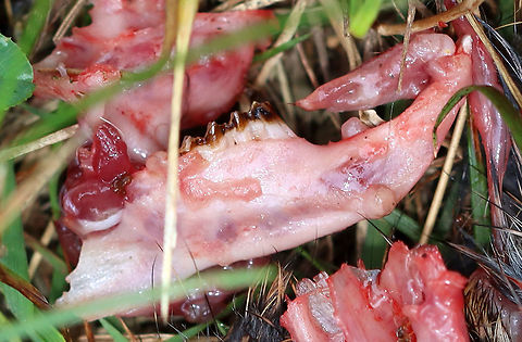 Rabbit Remains (Jawbone with Teeth) Some bunny had a bad day.

Habitat: Meadow
https://www.jungledragon.com/image/108928/rabbit_remains.html Geotagged,Summer,United States