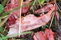 Rabbit Remains (Jawbone with Teeth) Some bunny had a bad day.<br />
<br />
Habitat: Meadow<br />
https://www.jungledragon.com/image/108928/rabbit_remains.html Geotagged,Summer,United States