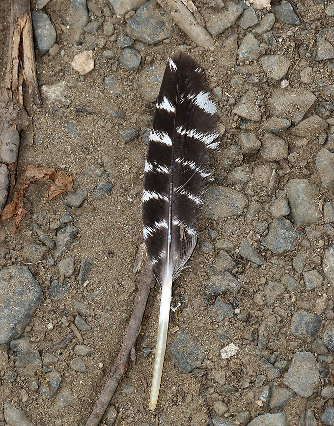 Wild Turkey Feather - Meleagris gallopavo?? The quill looks too long for a turkey flight feather, but I&#039;m not sure what else it could be.<br />
<br />
 Geotagged,Summer,United States,feather,turkey feather