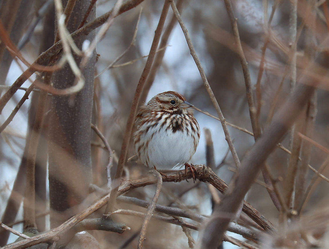 Song Sparrow - Melospiza melodia I&#039;m participating in the Great Backyard Bird Count this weekend and spotted this sparrow with a whole bunch of friends in the brush at the edge of my yard.<br />
<br />
Habitat: Rural area<br />
For more information on the GBBC: <a href="https://www.birdcount.org/" rel="nofollow">https://www.birdcount.org/</a><br />
<br />
<figure class="photo"><a href="https://www.jungledragon.com/image/108971/song_sparrow_-_melospiza_melodia.html" title="Song Sparrow - Melospiza melodia"><img src="https://s3.amazonaws.com/media.jungledragon.com/images/3232/108971_thumb.jpg?AWSAccessKeyId=05GMT0V3GWVNE7GGM1R2&Expires=1759968010&Signature=evHiIS5NJ6rp8IW5vEnV50mElec%3D" width="200" height="152" alt="Song Sparrow - Melospiza melodia I&#039;m participating in the Great Backyard Bird Count this weekend and spotted this sparrow with a whole bunch of friends in the brush at the edge of my yard.<br />
<br />
Habitat: Rural area<br />
<br />
For more information on the GBBC: https://www.birdcount.org/<br />
<br />
https://www.jungledragon.com/image/108970/song_sparrow_-_melospiza_melodia.html Geotagged,Melospiza melodia,Song Sparrow,United States,Winter" /></a></figure> Geotagged,Great Backyard Bird Count,Melospiza,Melospiza melodia,Song Sparrow,United States,Winter,bird,sparrow