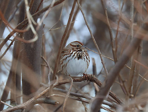 Song Sparrow - Melospiza melodia I'm participating in the Great Backyard Bird Count this weekend and spotted this sparrow with a whole bunch of friends in the brush at the edge of my yard.

Habitat: Rural area
For more information on the GBBC: https://www.birdcount.org/

https://www.jungledragon.com/image/108971/song_sparrow_-_melospiza_melodia.html Geotagged,Great Backyard Bird Count,Melospiza,Melospiza melodia,Song Sparrow,United States,Winter,bird,sparrow