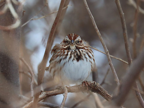 Song Sparrow - Melospiza melodia I'm participating in the Great Backyard Bird Count this weekend and spotted this sparrow with a whole bunch of friends in the brush at the edge of my yard.

Habitat: Rural area

For more information on the GBBC: https://www.birdcount.org/

https://www.jungledragon.com/image/108970/song_sparrow_-_melospiza_melodia.html Geotagged,Melospiza melodia,Song Sparrow,United States,Winter