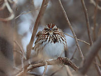 Song Sparrow - Melospiza melodia I'm participating in the Great Backyard Bird Count this weekend and spotted this sparrow with a whole bunch of friends in the brush at the edge of my yard.<br />
<br />
Habitat: Rural area<br />
<br />
For more information on the GBBC: https://www.birdcount.org/<br />
<br />
https://www.jungledragon.com/image/108970/song_sparrow_-_melospiza_melodia.html Geotagged,Melospiza melodia,Song Sparrow,United States,Winter