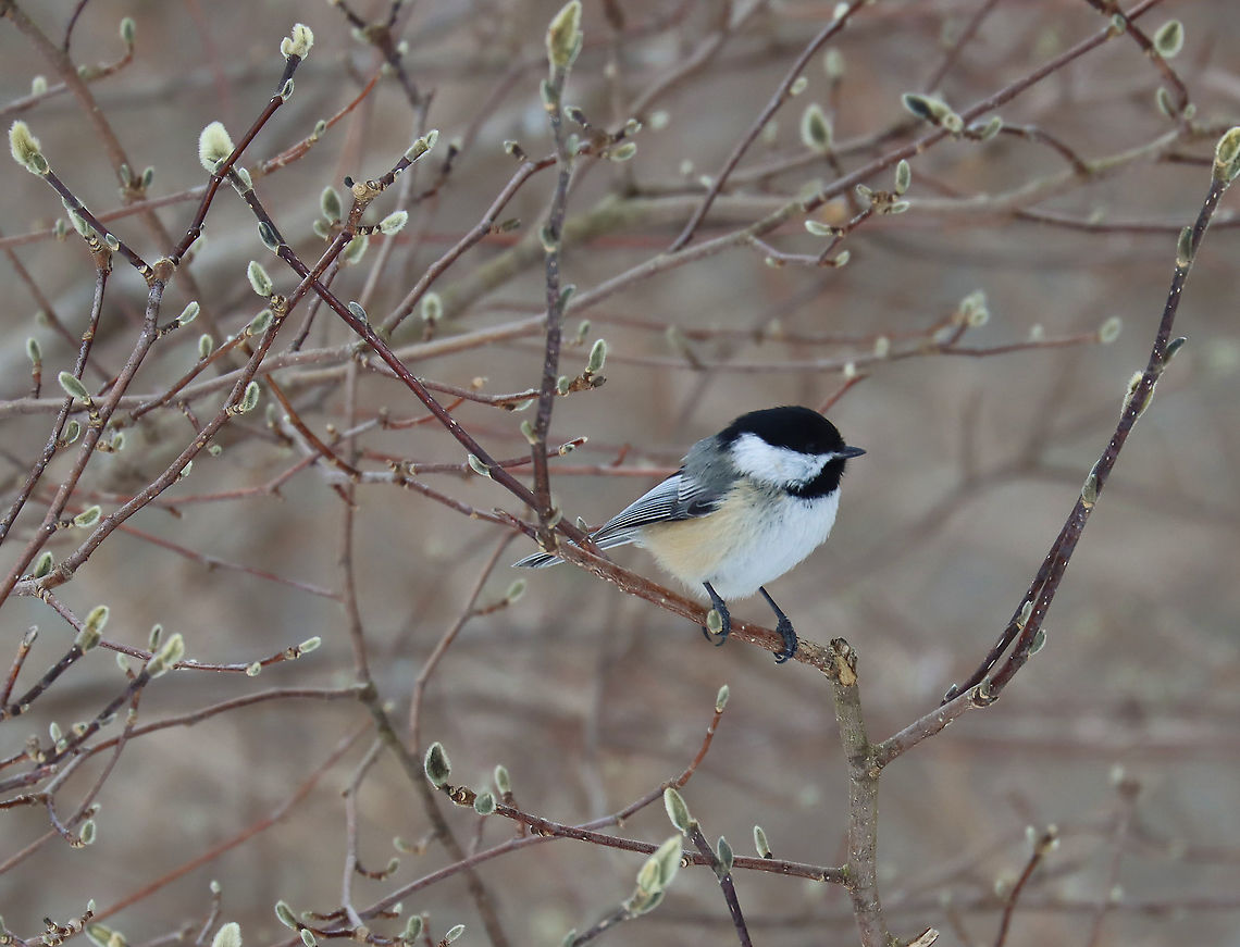 Black-capped Chickadee - Poecile atricapillus I&#039;m participating in the Great Backyard Bird Count this weekend, and have lots of chickadees in my yard. They are so perky, adorable, and fun to watch.<br />
<br />
Habitat: Rural area<br />
For more information on the GBBC: <a href="https://www.birdcount.org/" rel="nofollow">https://www.birdcount.org/</a> Black-capped chickadee,Geotagged,Great Backyard Bird Count,Poecile,Poecile atricapillus,United States,Winter,bird,chickadee