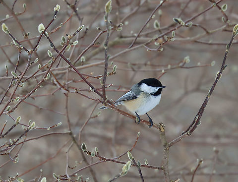 Black-capped Chickadee - Poecile atricapillus I'm participating in the Great Backyard Bird Count this weekend, and have lots of chickadees in my yard. They are so perky, adorable, and fun to watch.

Habitat: Rural area
For more information on the GBBC: https://www.birdcount.org/ Black-capped chickadee,Geotagged,Great Backyard Bird Count,Poecile,Poecile atricapillus,United States,Winter,bird,chickadee