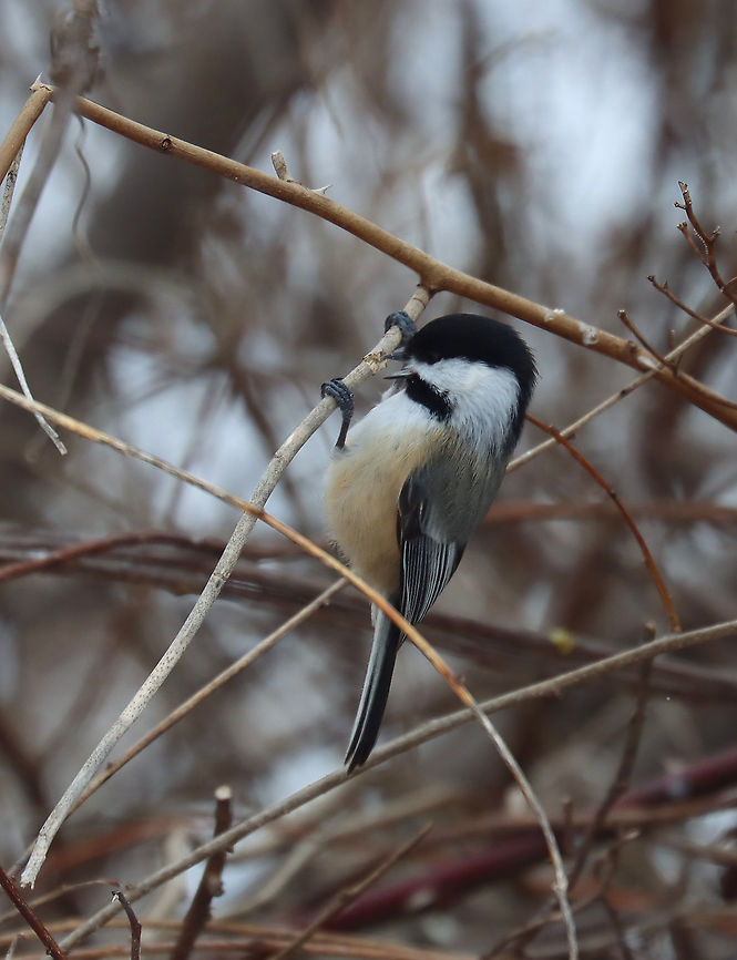 Black-capped Chickadee - Poecile atricapillus I'm participating in the Great Backyard Bird Count this weekend, and have lots of chickadees in my yard. This one pecked off a twig and then carried it into the brush on the edge of my yard. This area is impenetrable because of the tangles of thorny plants and bushes. So, it's a popular place for the birds and bunnies to hang out. On the other side of the brush is a steep hill and wetland.<br />
<br />
Habitat: Rural area<br />
For more information on the GBBC: <a href="https://www.birdcount.org/" rel="nofollow">https://www.birdcount.org/</a><br />
<figure class="photo"><a href="https://www.jungledragon.com/image/108975/black-capped_chickadee_-_poecile_atricapillus.html" title="Black-capped Chickadee - Poecile atricapillus"><img src="https://s3.amazonaws.com/media.jungledragon.com/images/3232/108975_thumb.jpg?AWSAccessKeyId=05GMT0V3GWVNE7GGM1R2&Expires=1763596810&Signature=7xmLFoot3%2BrgbEkxoBVW5v3Hlrw%3D" width="200" height="166" alt="Black-capped Chickadee - Poecile atricapillus I'm participating in the Great Backyard Bird Count this weekend, and have lots of chickadees in my yard. This one pecked off a twig and then carried it into the brush on the edge of my yard. This area is impenetrable because of the tangles of thorny plants and bushes. So, it's a popular place for the birds and bunnies to hang out. On the other side of the brush is a steep hill and wetland.<br />
<br />
Habitat: Rural area<br />
For more information on the GBBC: https://www.birdcount.org/<br />
https://www.jungledragon.com/image/108973/black-capped_chickadee_-_poecile_atricapillus.html<br />
https://www.jungledragon.com/image/108974/black-capped_chickadee_-_poecile_atricapillus.html Black-capped chickadee,Geotagged,Great Backyard Bird Count,Poecile atricapillus,United States,Winter" /></a></figure><br />
<figure class="photo"><a href="https://www.jungledragon.com/image/108974/black-capped_chickadee_-_poecile_atricapillus.html" title="Black-capped Chickadee - Poecile atricapillus"><img src="https://s3.amazonaws.com/media.jungledragon.com/images/3232/108974_thumb.jpg?AWSAccessKeyId=05GMT0V3GWVNE7GGM1R2&Expires=1763596810&Signature=ZbMcIphboP6dyHBJTrhgJEgdUks%3D" width="116" height="152" alt="Black-capped Chickadee - Poecile atricapillus I'm participating in the Great Backyard Bird Count this weekend, and have lots of chickadees in my yard. This one pecked off a twig and then carried it into the brush on the edge of my yard. This area is impenetrable because of the tangles of thorny plants and bushes. So, it's a popular place for the birds and bunnies to hang out. On the other side of the brush is a steep hill and wetland.<br />
<br />
Habitat: Rural area<br />
For more information on the GBBC: https://www.birdcount.org/<br />
https://www.jungledragon.com/image/108973/black-capped_chickadee_-_poecile_atricapillus.html<br />
https://www.jungledragon.com/image/108975/black-capped_chickadee_-_poecile_atricapillus.html<br />
Black-capped chickadee,Geotagged,Poecile atricapillus,United States,Winter" /></a></figure> Black-capped chickadee,Geotagged,Poecile atricapillus,United States,Winter