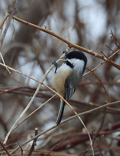 Black-capped Chickadee - Poecile atricapillus I'm participating in the Great Backyard Bird Count this weekend, and have lots of chickadees in my yard. This one pecked off a twig and then carried it into the brush on the edge of my yard. This area is impenetrable because of the tangles of thorny plants and bushes. So, it's a popular place for the birds and bunnies to hang out. On the other side of the brush is a steep hill and wetland.

Habitat: Rural area
For more information on the GBBC: https://www.birdcount.org/
https://www.jungledragon.com/image/108975/black-capped_chickadee_-_poecile_atricapillus.html
https://www.jungledragon.com/image/108974/black-capped_chickadee_-_poecile_atricapillus.html Black-capped chickadee,Geotagged,Poecile atricapillus,United States,Winter