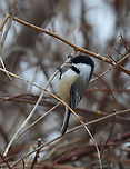 Black-capped Chickadee - Poecile atricapillus I'm participating in the Great Backyard Bird Count this weekend, and have lots of chickadees in my yard. This one pecked off a twig and then carried it into the brush on the edge of my yard. This area is impenetrable because of the tangles of thorny plants and bushes. So, it's a popular place for the birds and bunnies to hang out. On the other side of the brush is a steep hill and wetland.<br />
<br />
Habitat: Rural area<br />
For more information on the GBBC: https://www.birdcount.org/<br />
https://www.jungledragon.com/image/108975/black-capped_chickadee_-_poecile_atricapillus.html<br />
https://www.jungledragon.com/image/108974/black-capped_chickadee_-_poecile_atricapillus.html Black-capped chickadee,Geotagged,Poecile atricapillus,United States,Winter