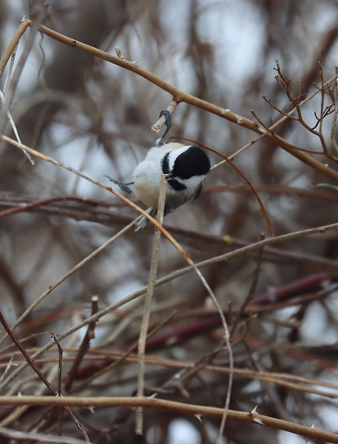 Black-capped Chickadee - Poecile atricapillus I&#039;m participating in the Great Backyard Bird Count this weekend, and have lots of chickadees in my yard. This one pecked off a twig and then carried it into the brush on the edge of my yard. This area is impenetrable because of the tangles of thorny plants and bushes. So, it&#039;s a popular place for the birds and bunnies to hang out. On the other side of the brush is a steep hill and wetland.<br />
<br />
Habitat: Rural area<br />
For more information on the GBBC: <a href="https://www.birdcount.org/" rel="nofollow">https://www.birdcount.org/</a><br />
<figure class="photo"><a href="https://www.jungledragon.com/image/108973/black-capped_chickadee_-_poecile_atricapillus.html" title="Black-capped Chickadee - Poecile atricapillus"><img src="https://s3.amazonaws.com/media.jungledragon.com/images/3232/108973_thumb.jpg?AWSAccessKeyId=05GMT0V3GWVNE7GGM1R2&Expires=1759968010&Signature=12CQhc4bkjf8Xeua2NtnjpNmDDU%3D" width="118" height="152" alt="Black-capped Chickadee - Poecile atricapillus I&#039;m participating in the Great Backyard Bird Count this weekend, and have lots of chickadees in my yard. This one pecked off a twig and then carried it into the brush on the edge of my yard. This area is impenetrable because of the tangles of thorny plants and bushes. So, it&#039;s a popular place for the birds and bunnies to hang out. On the other side of the brush is a steep hill and wetland.<br />
<br />
Habitat: Rural area<br />
For more information on the GBBC: https://www.birdcount.org/<br />
https://www.jungledragon.com/image/108975/black-capped_chickadee_-_poecile_atricapillus.html<br />
https://www.jungledragon.com/image/108974/black-capped_chickadee_-_poecile_atricapillus.html Black-capped chickadee,Geotagged,Poecile atricapillus,United States,Winter" /></a></figure><br />
<figure class="photo"><a href="https://www.jungledragon.com/image/108975/black-capped_chickadee_-_poecile_atricapillus.html" title="Black-capped Chickadee - Poecile atricapillus"><img src="https://s3.amazonaws.com/media.jungledragon.com/images/3232/108975_thumb.jpg?AWSAccessKeyId=05GMT0V3GWVNE7GGM1R2&Expires=1759968010&Signature=Uw8q9y08cLh9FzD0bCD7Wa1MHqo%3D" width="200" height="166" alt="Black-capped Chickadee - Poecile atricapillus I&#039;m participating in the Great Backyard Bird Count this weekend, and have lots of chickadees in my yard. This one pecked off a twig and then carried it into the brush on the edge of my yard. This area is impenetrable because of the tangles of thorny plants and bushes. So, it&#039;s a popular place for the birds and bunnies to hang out. On the other side of the brush is a steep hill and wetland.<br />
<br />
Habitat: Rural area<br />
For more information on the GBBC: https://www.birdcount.org/<br />
https://www.jungledragon.com/image/108973/black-capped_chickadee_-_poecile_atricapillus.html<br />
https://www.jungledragon.com/image/108974/black-capped_chickadee_-_poecile_atricapillus.html Black-capped chickadee,Geotagged,Great Backyard Bird Count,Poecile atricapillus,United States,Winter" /></a></figure><br />
 Black-capped chickadee,Geotagged,Poecile atricapillus,United States,Winter