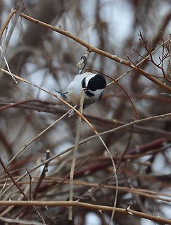 Black-capped Chickadee - Poecile atricapillus I'm participating in the Great Backyard Bird Count this weekend, and have lots of chickadees in my yard. This one pecked off a twig and then carried it into the brush on the edge of my yard. This area is impenetrable because of the tangles of thorny plants and bushes. So, it's a popular place for the birds and bunnies to hang out. On the other side of the brush is a steep hill and wetland.

Habitat: Rural area
For more information on the GBBC: https://www.birdcount.org/
https://www.jungledragon.com/image/108973/black-capped_chickadee_-_poecile_atricapillus.html
https://www.jungledragon.com/image/108975/black-capped_chickadee_-_poecile_atricapillus.html
 Black-capped chickadee,Geotagged,Poecile atricapillus,United States,Winter